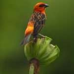 Kardinaalvogel-marique-1