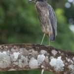 geelkruinkwak-marique-01