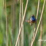 blauwborst-marique-03