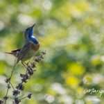blauwborst-marique-1