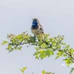 blauwborst-marique-2