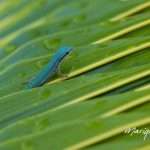 gecko-marique-01