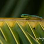 gecko-marique-02