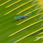 gecko-marique-04