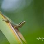 gecko-marique-05