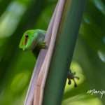 gecko-marique-06