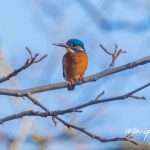 017A0603-Verbeterd-NR