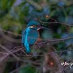 017A1072-Verbeterd-NR