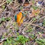 017A1117-Verbeterd-NR