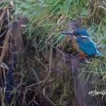 017A1354-Verbeterd-NR