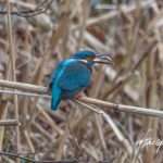 017A1499-Verbeterd-NR